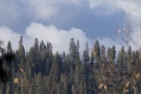 Misty Conifer Forest Under Dramatic Storm Clouds