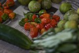 Fresh Harvest