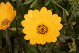 Sunny Blooms