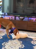 Furry Friends at Play