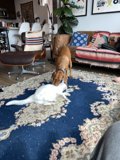 Playful Pets in the Living Room