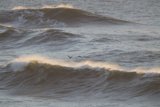 Soaring Over the Might of the Sea