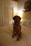 The Regal Vizsla on a Cozy Bed
