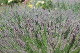 Lavender Fields Forever