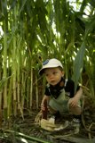 Bucolic Days: Wesley in the Cornfield