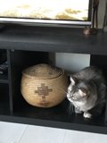 Feline Entertainment