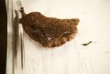 Lifeless Snail