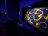 Mesmerized by the Deep Sea Universe