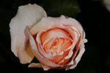 Peach Rose Close-Up