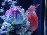 Colorful Sea Anemones