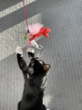 Curious Cat Plays with Toy