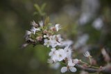 Blossoms of Spring