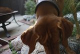 Canine Curiosity