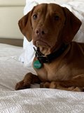 Restful Vizsla