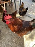 Clucking Around on the Patio