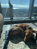 Hound Posing in the City