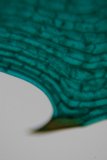 Green Leaf up Close