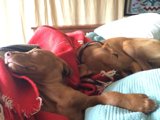 Slumbering Companions: An Intimate Canine Portrait