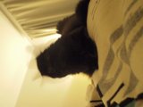 Relaxing Feline Companion