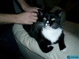 Couch Companion