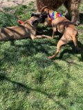 Playtime in the Grass