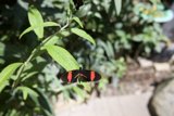 A Flutter Among Foliage