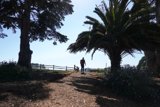Summer Stroll with Furry Friend