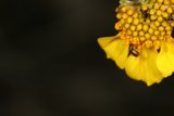 Busy Bees