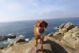 Posing Vizsla on a Rocky Seashore
