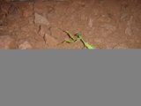 The Praying Mantis of 2004