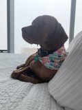 Colorful Canine Comfort