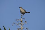 Serene Moment in El Sereno: Bird's Morning Perch