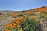Poppy Paradise