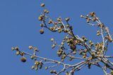 A Dance of Seasons