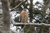Red-Shouldered Hawk Perched on Winter Branch