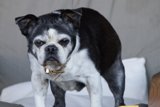 Chairman of the Bark Board