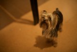 Affenpinscher Puppy at SRPC Show