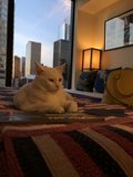 Cozy Reading Companion