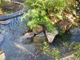 Serene Pond with Lush Foliage