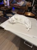 The White Cat on a Coffee Table
