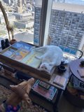 Furry Friends Enjoy Urban Views