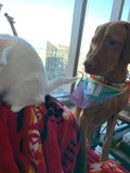 Furry Friends on the Couch