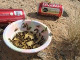 Buzzing Bees and Bubbly Beverages