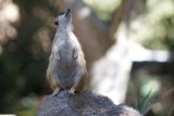 Rockstar Meerkat
