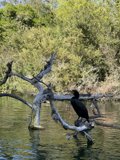 Cormorant perched on tree branch in Stow Lake