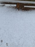 Winter Walkies
