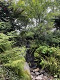Serene Waterfall in Golden Gate Park