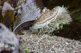 Giant Green Anemone Exposed at Low Tide