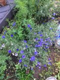 Beautiful Geranium Flower in a Garden