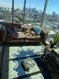 Cozy Living Room with Furry Friend